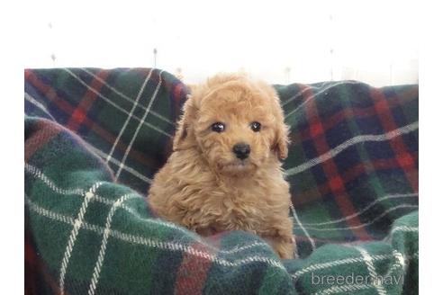 成約済の宮城県のトイプードル-174231の4枚目